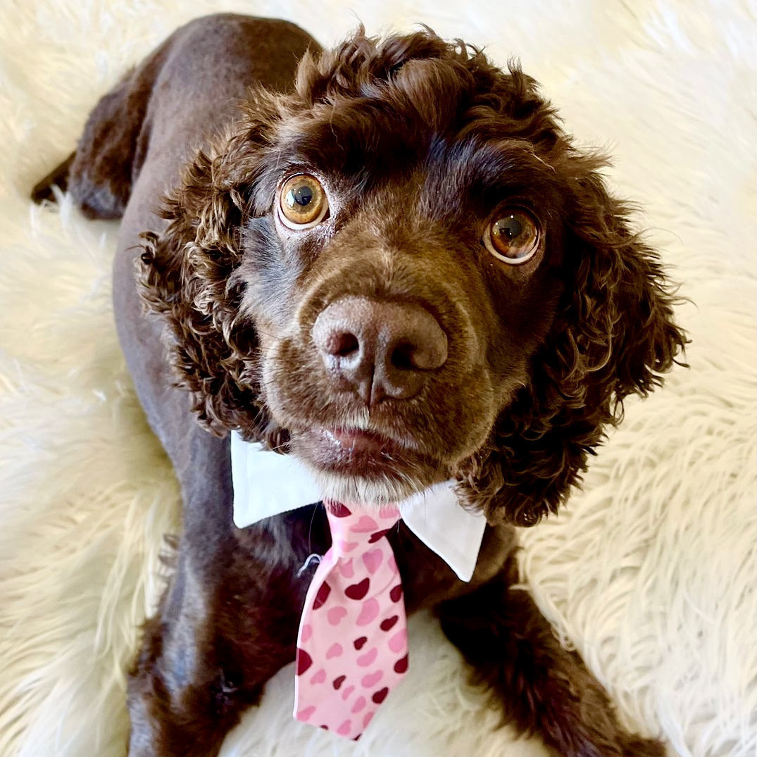 Enlarge Hershey, a Adoptable Cocker Spaniel in South San Francisco, CA image 3/6