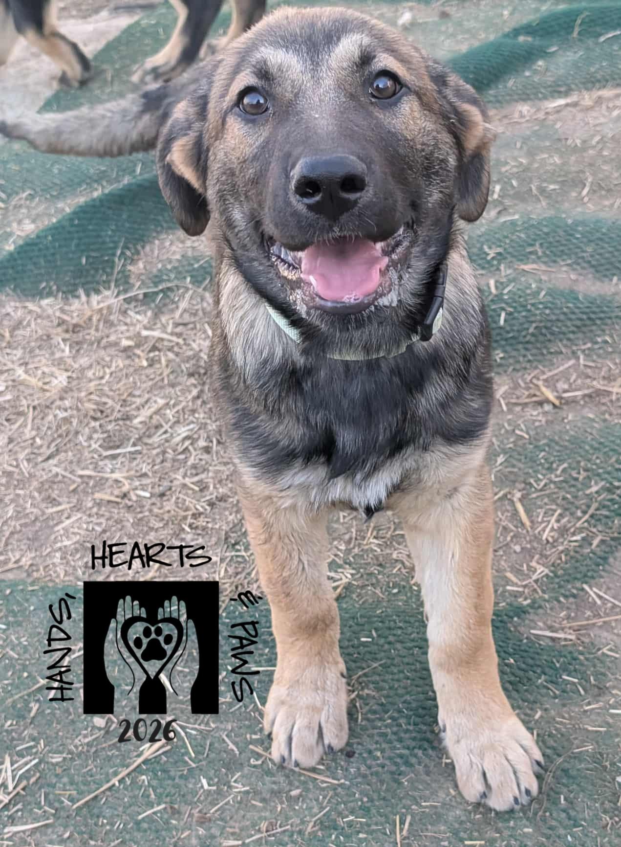Enlarge Xanadu, an adopted German Shepherd Dog in Omaha, NE image 2/2