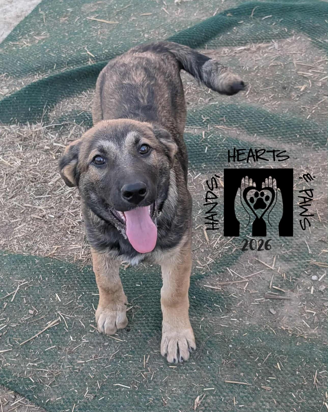 Enlarge Xanadu, an adopted German Shepherd Dog in Omaha, NE image 1/2