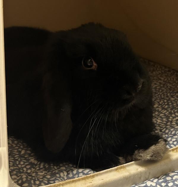 Enlarge Bean, a Adoptable mixed breed in Stratham, NH image 1/1