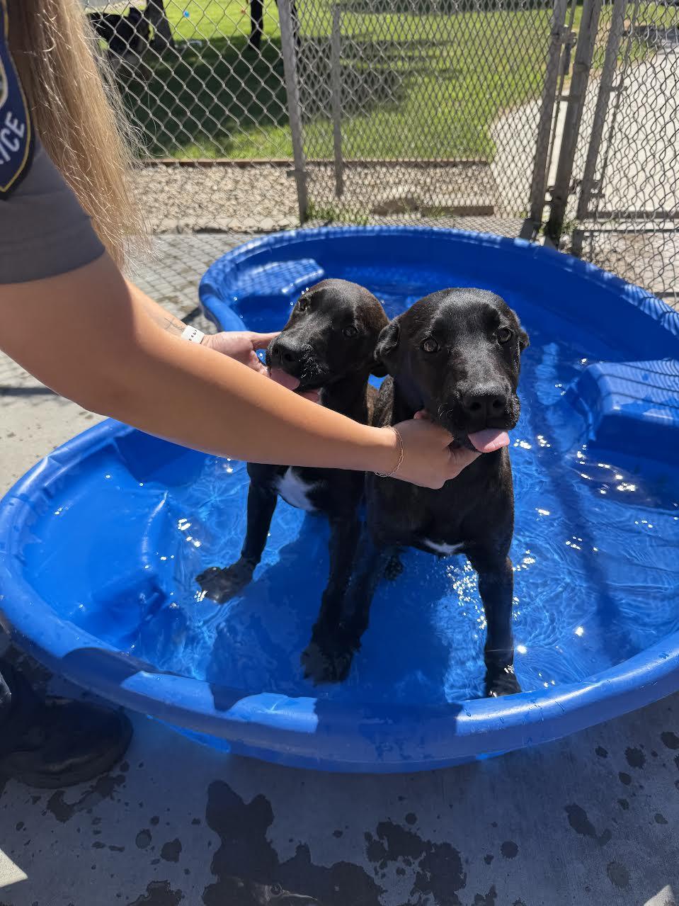 Gema, an adoptable Dutch Shepherd in Oakdale, CA image 3/4