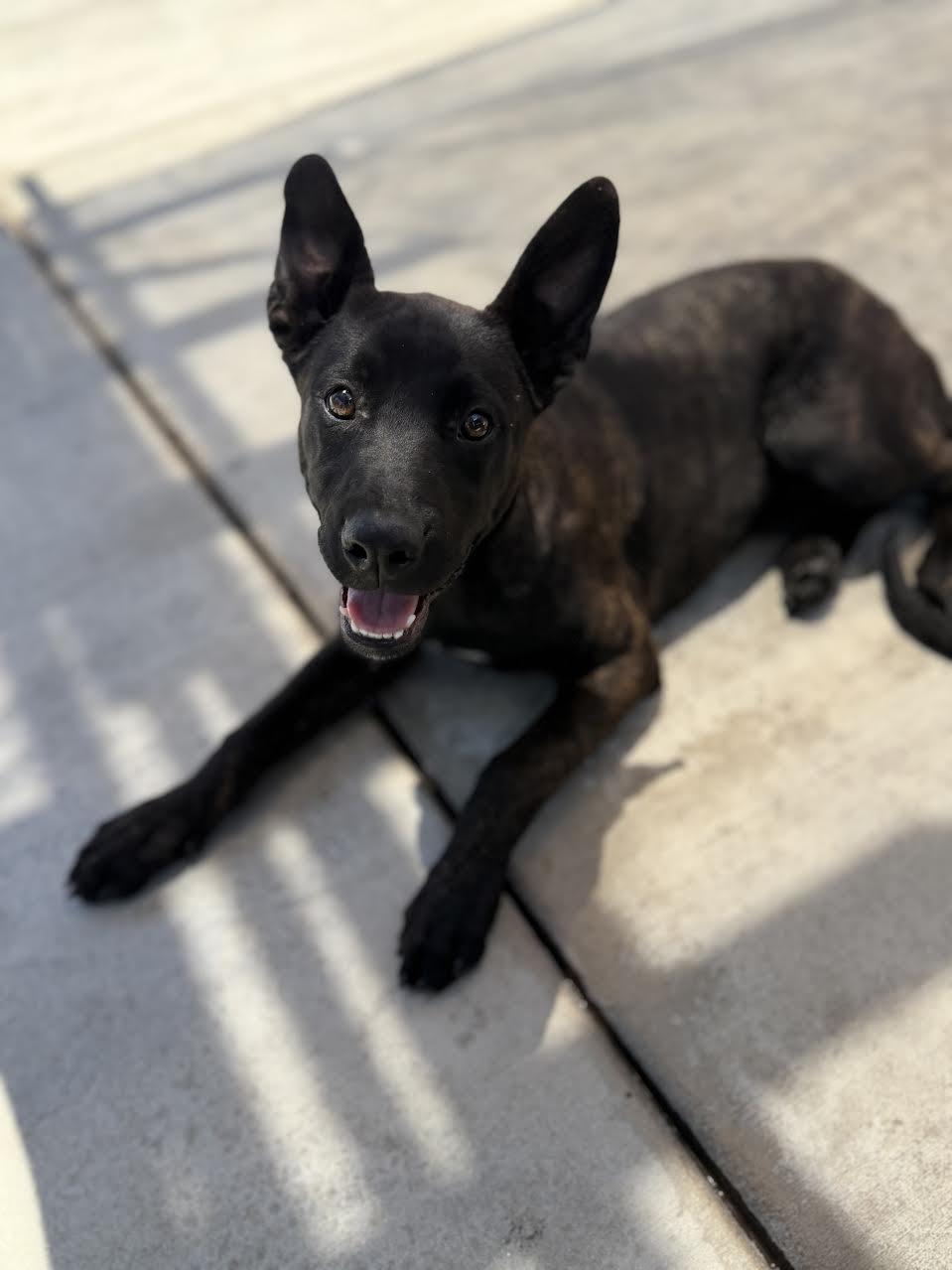 Gema, adoptable, Young Female Dutch Shepherd.