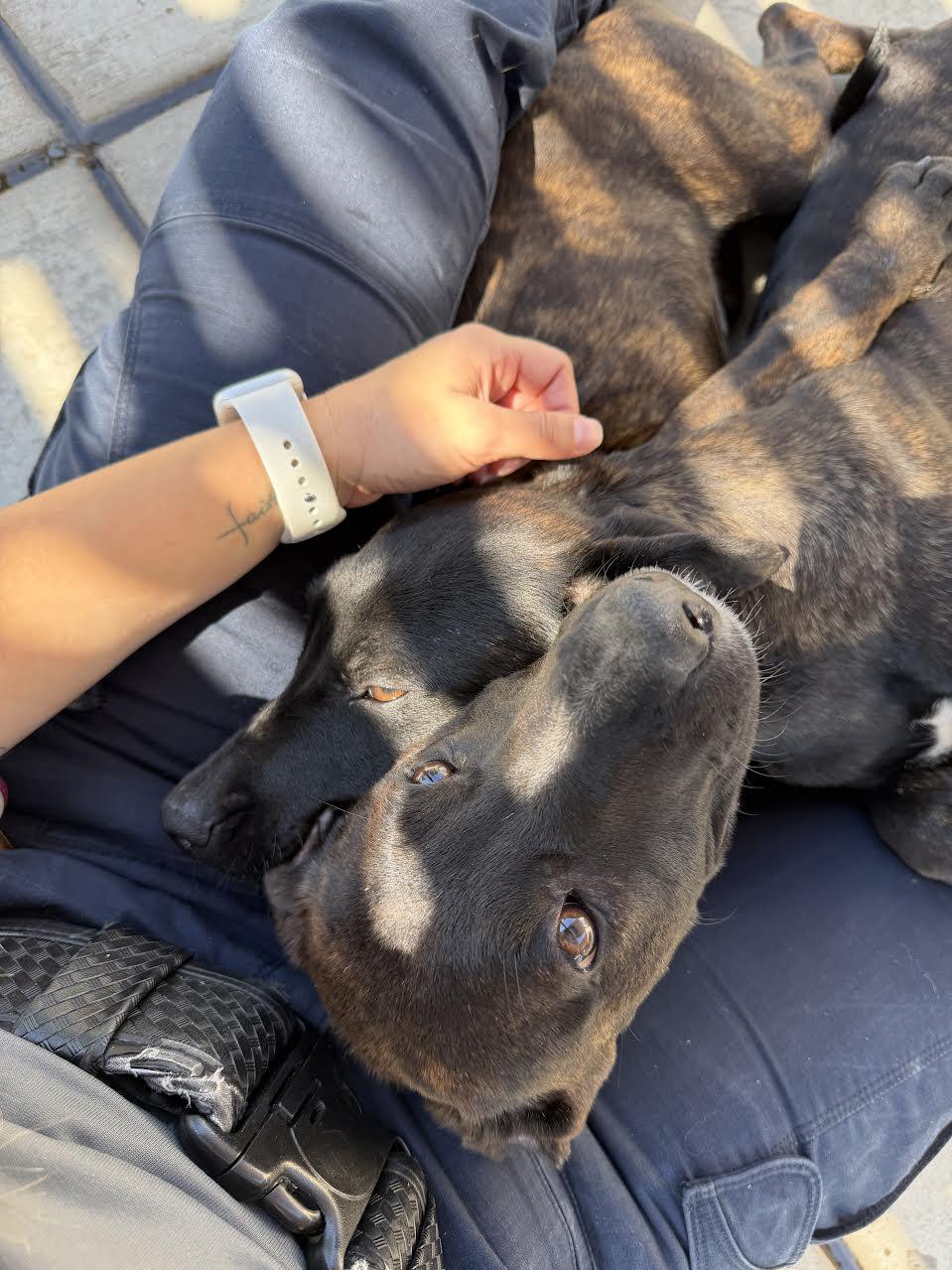 Gema, an adoptable Dutch Shepherd in Oakdale, CA image 2/4