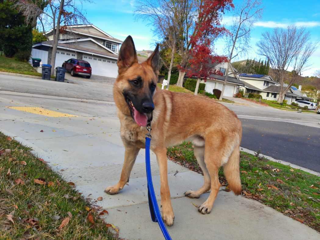 SIR CHARLES, Adoptable, Adult Male German Shepherd Dog.