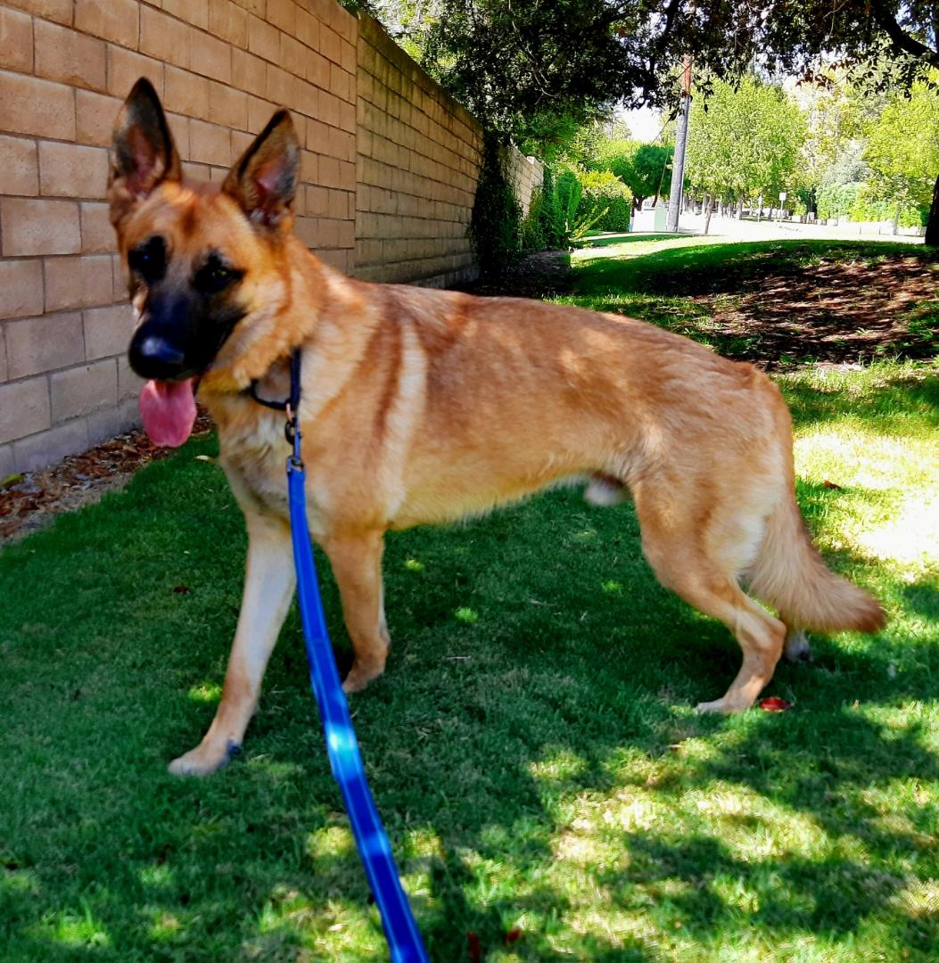 SIR CHARLES, a Adoptable German Shepherd Dog in Los Angeles, CA image 2/4