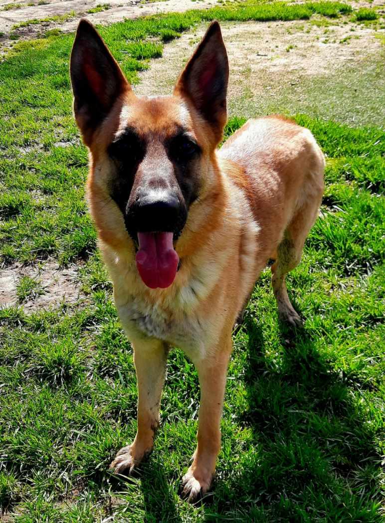 SIR CHARLES, a Adoptable German Shepherd Dog in Los Angeles, CA image 3/4
