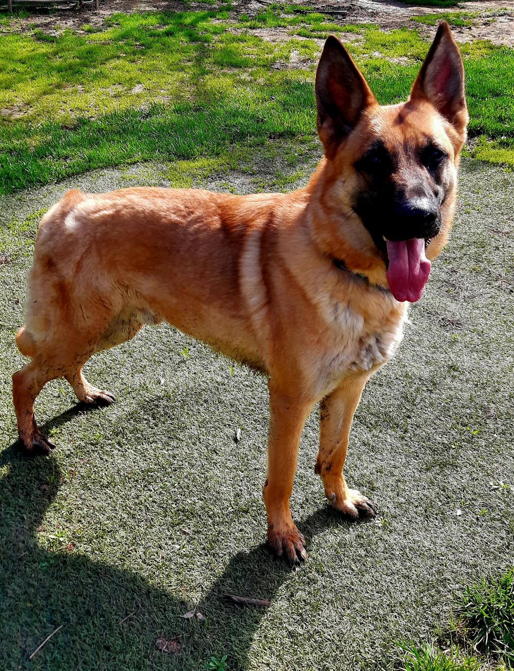 SIR CHARLES, a Adoptable German Shepherd Dog in Los Angeles, CA image 4/4