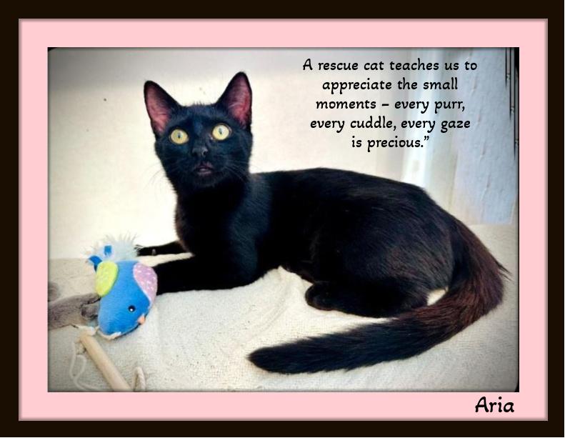 Aria - A lifetime friendship is waiting for you!, Young Female Domestic Short Hair