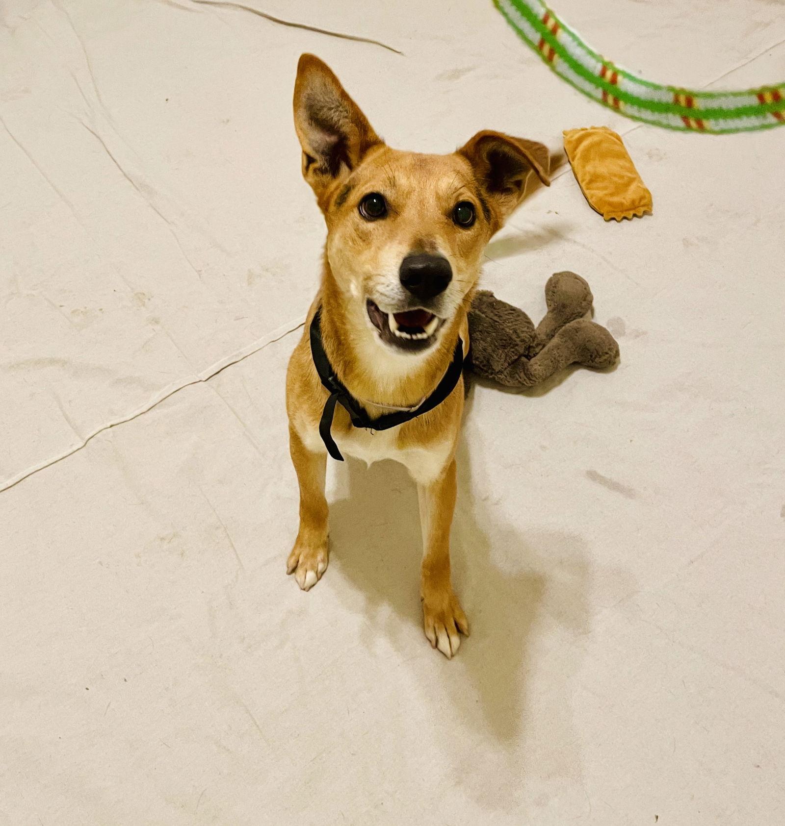 Nano Mr lover, Adoptable, Young Male Basenji & Carolina Dog.