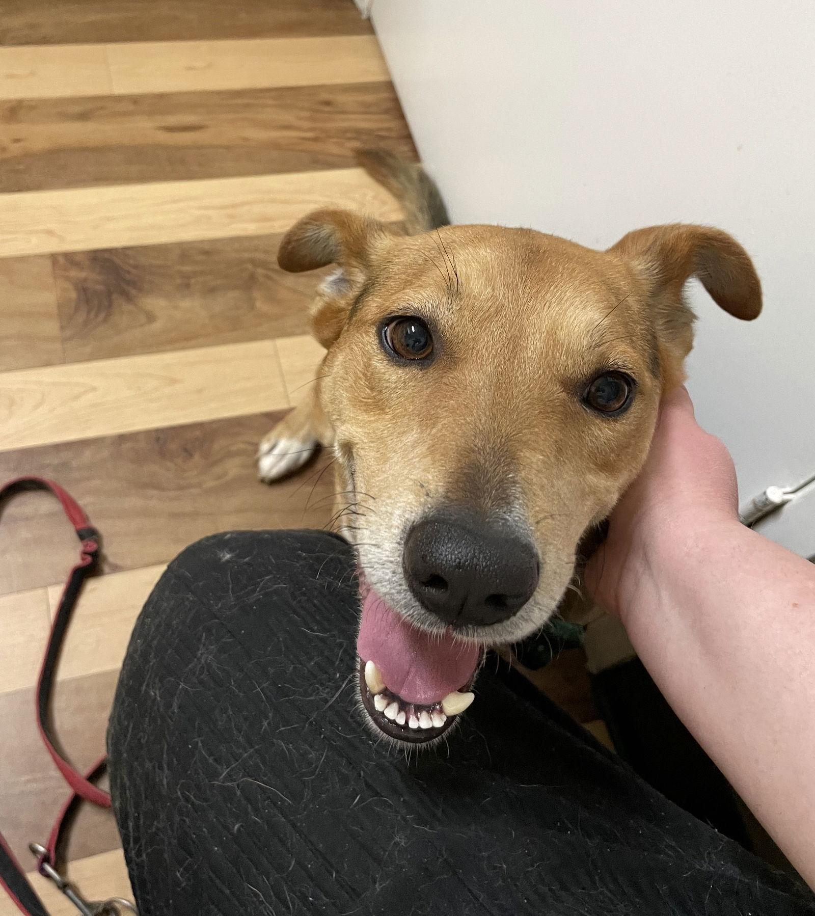 Enlarge Nano Mr lover, a Adoptable mixed breed in Sparks, NV image 2/2