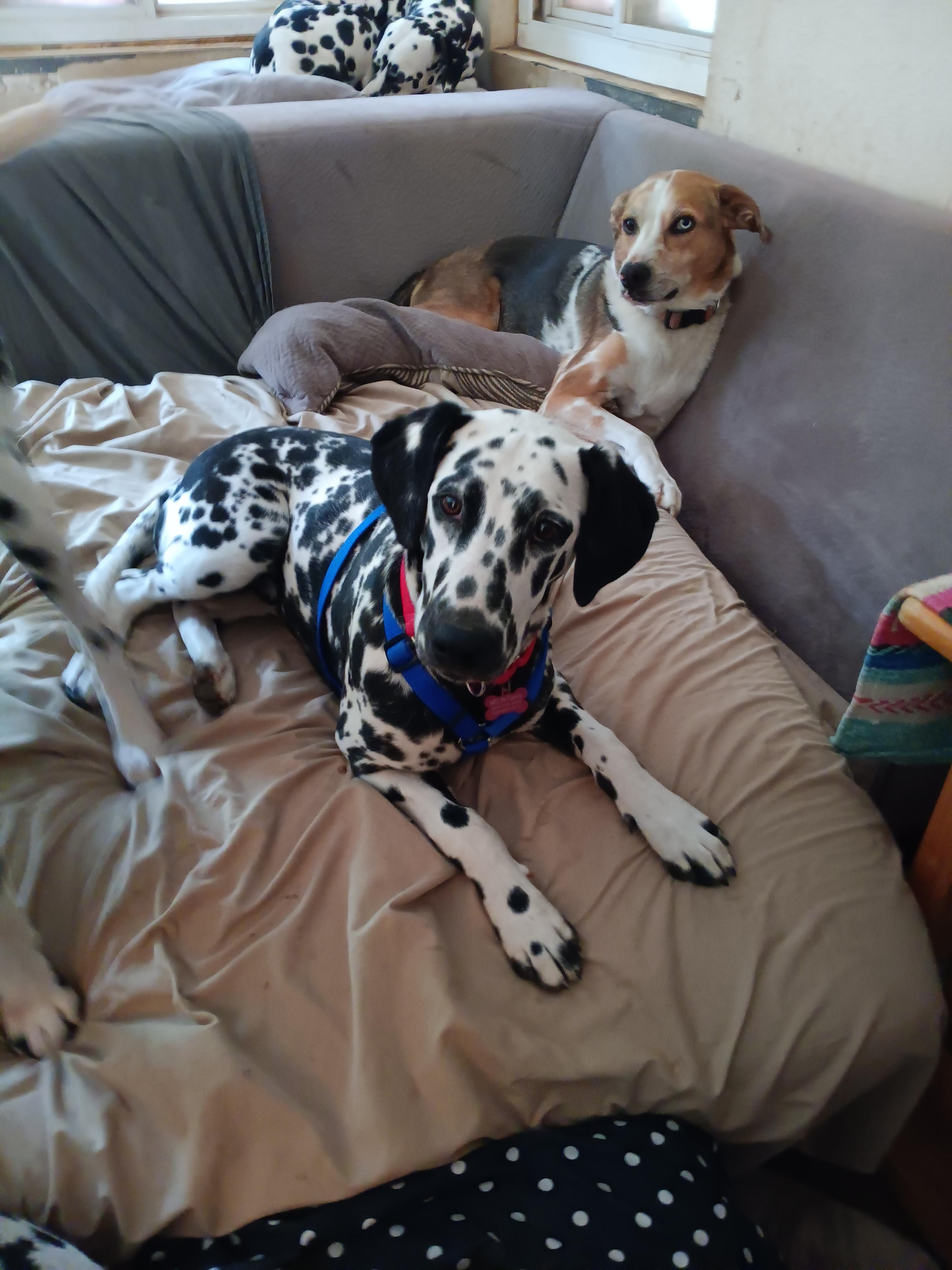 Enlarge Opie , a ADOPTABLE Dalmatian in San Diego, CA image 1/1
