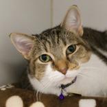 Enlarge Mewmew, a ADOPTABLE Domestic Short Hair in Lansing, MI image 1/3