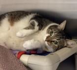 Enlarge Mewmew, a ADOPTABLE Domestic Short Hair in Lansing, MI image 2/3