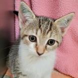 Enlarge Mewmew, a ADOPTABLE Domestic Short Hair in Lansing, MI image 3/3
