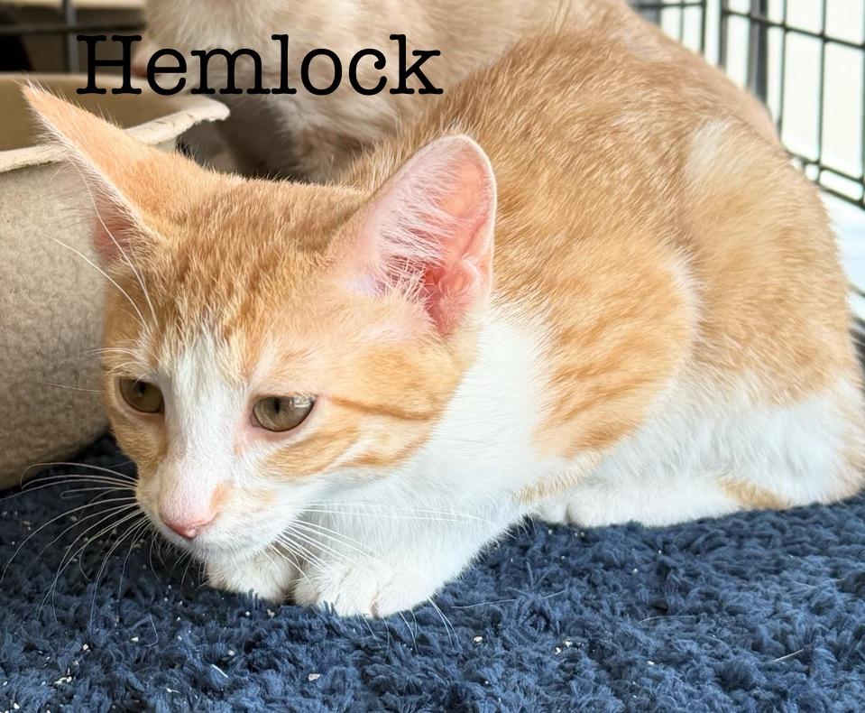 Enlarge Hemlock...a sweet ginger girl, a Adoptable Domestic Short Hair in Murfreesboro, TN image 5/6