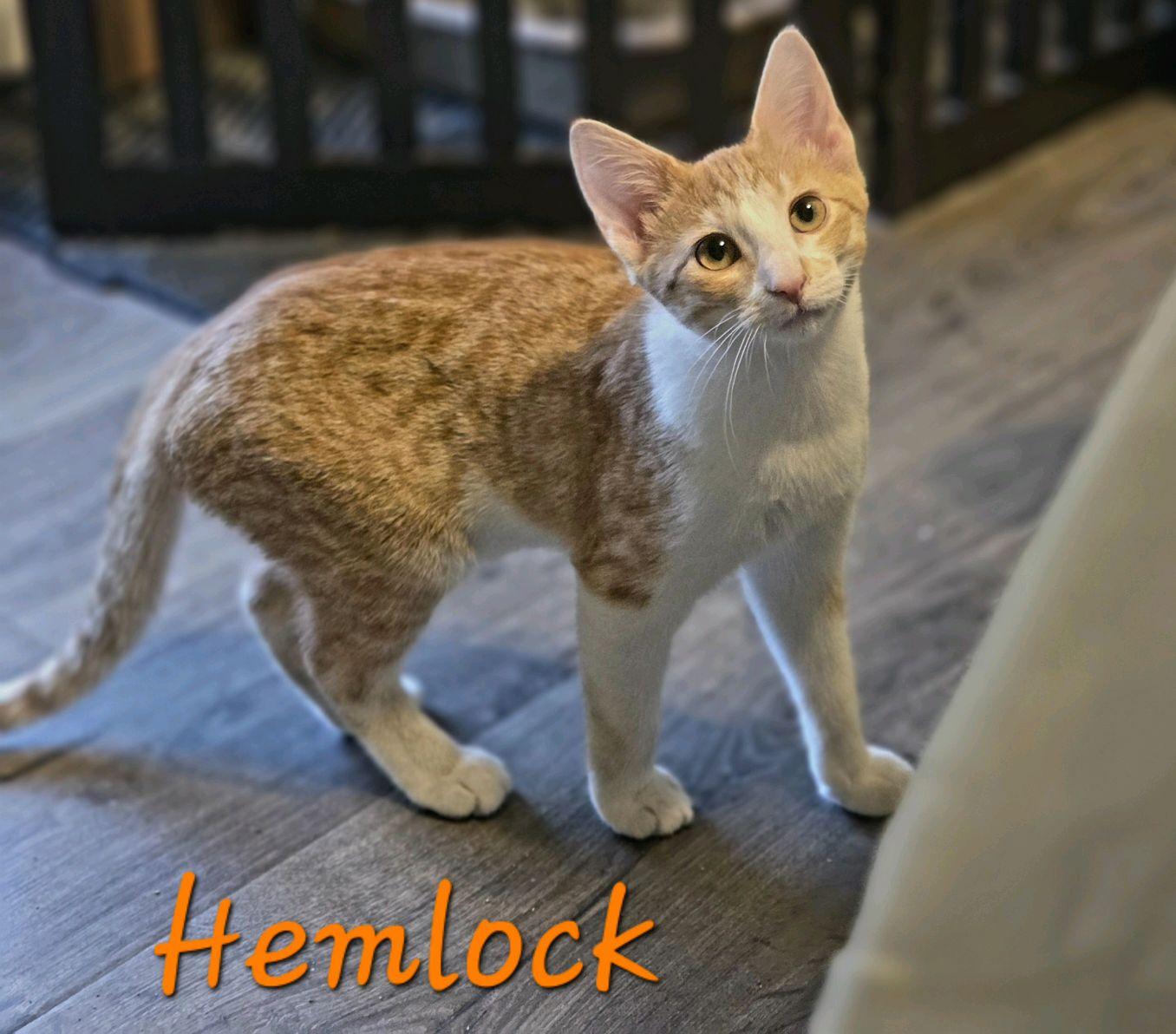 Enlarge Hemlock...a sweet ginger girl, a Adoptable Domestic Short Hair in Murfreesboro, TN image 3/6