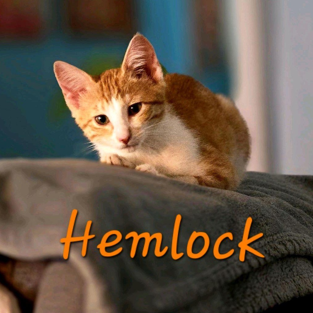 Enlarge Hemlock...a sweet ginger girl, a Adoptable Domestic Short Hair in Murfreesboro, TN image 6/6