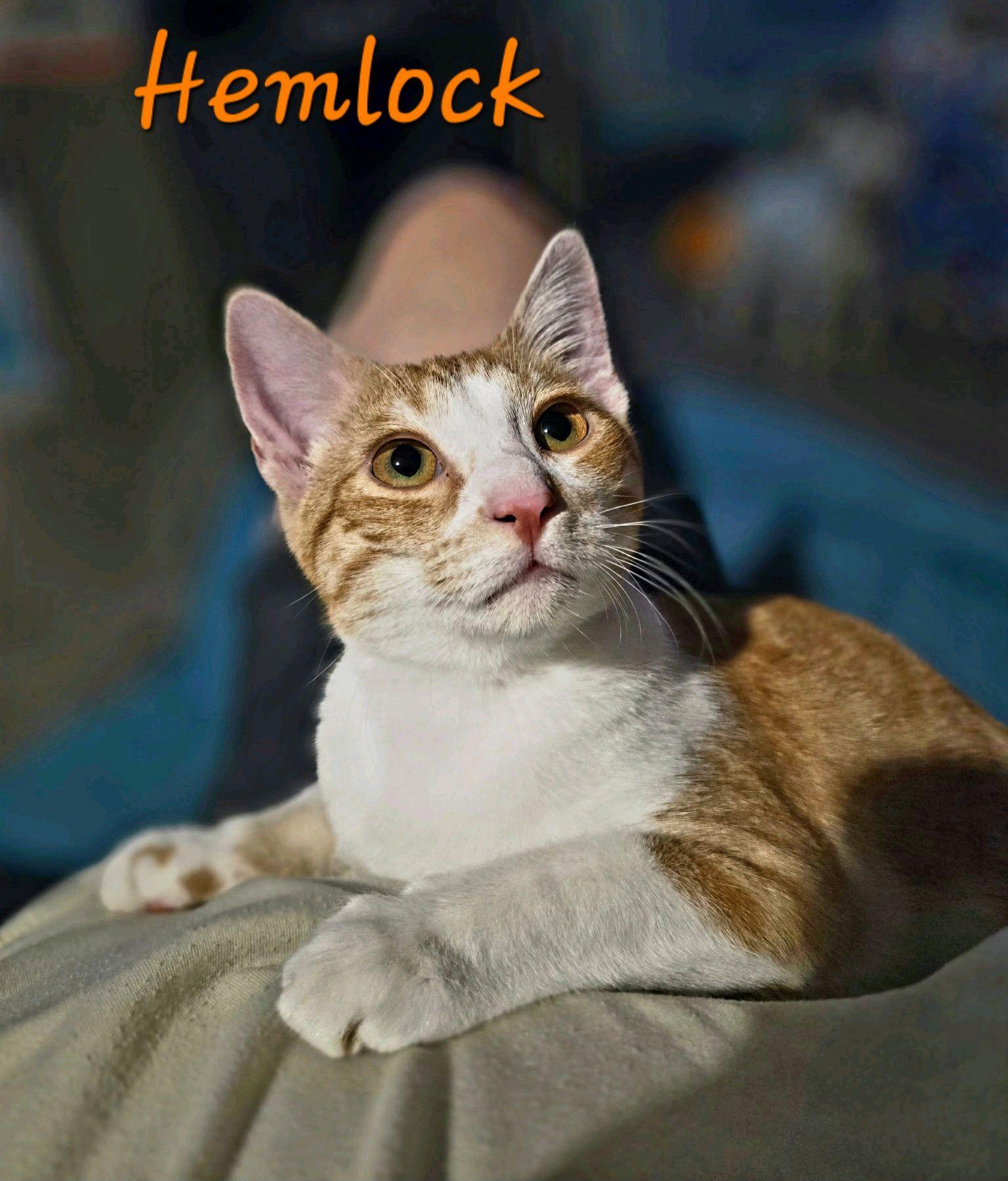 Hemlock...a sweet ginger girl, Adoptable, Kitten Female Domestic Short Hair.