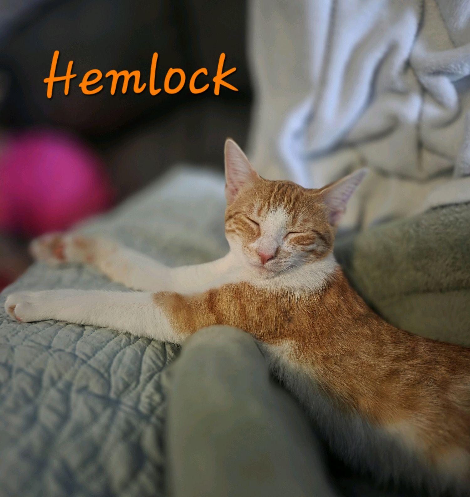 Enlarge Hemlock...a sweet ginger girl, a Adoptable Domestic Short Hair in Murfreesboro, TN image 2/6