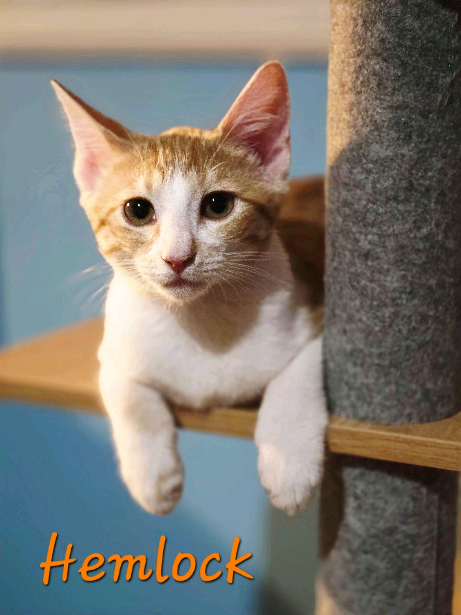 Enlarge Hemlock...a sweet ginger girl, a Adoptable Domestic Short Hair in Murfreesboro, TN image 4/6