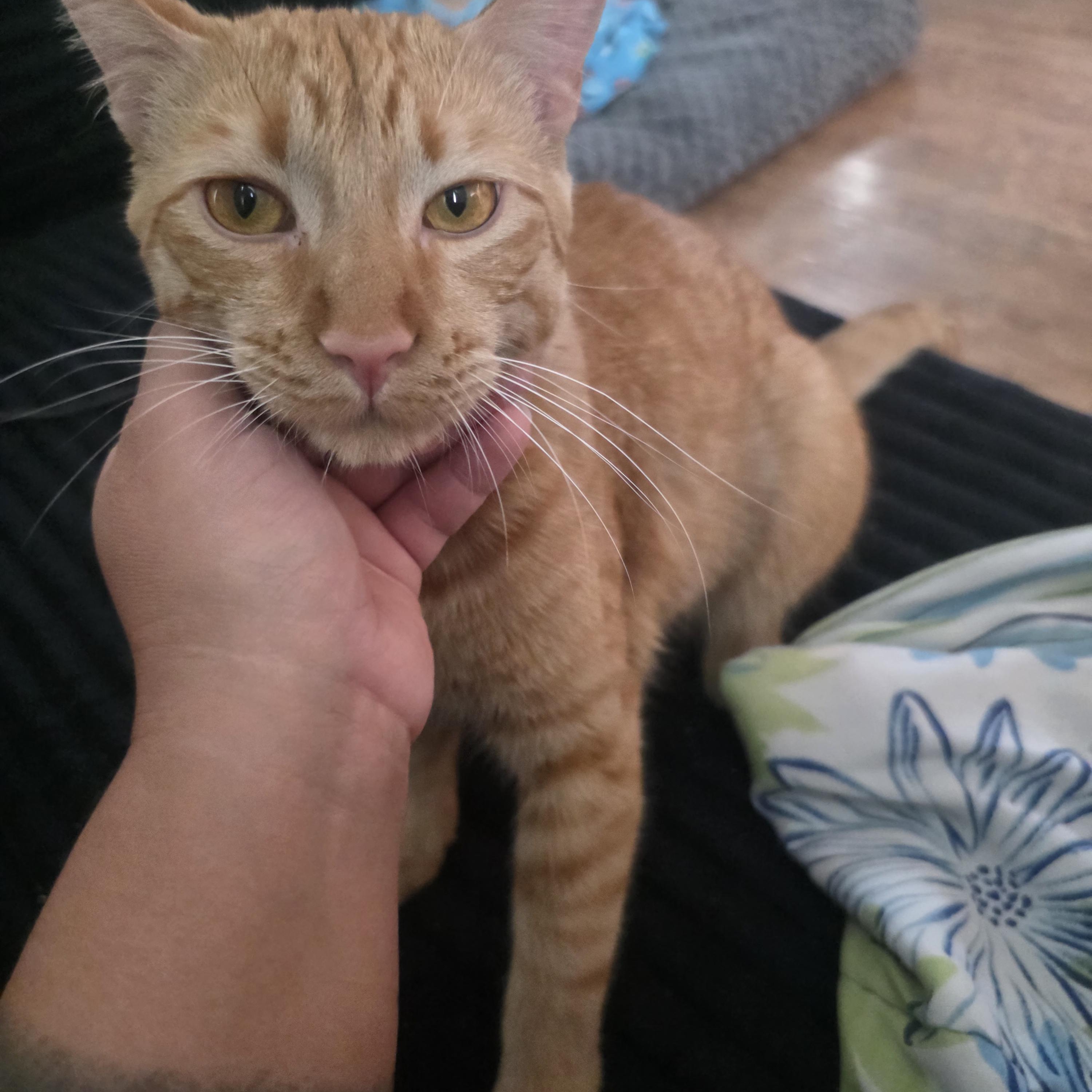 Enlarge Cheese, a ADOPTABLE Domestic Short Hair in Sandia Park, NM image 1/1