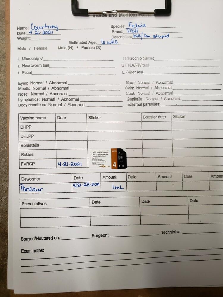 Enlarge Courtney, a Adopted mixed breed in Opelousas, LA image 1/2