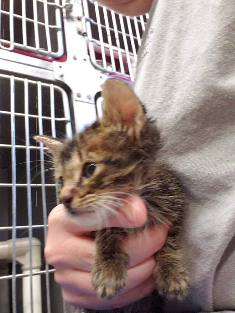 Courtney, Adopted, Kitten Female Domestic Short Hair.