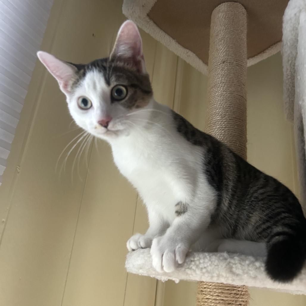 Jimothy, Adoptable, Young Male Domestic Short Hair.