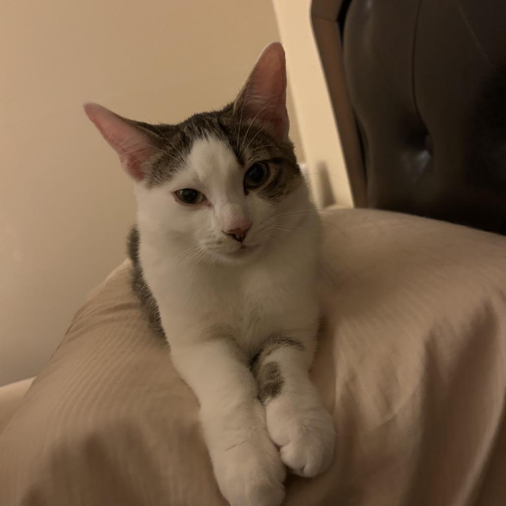 Enlarge Jimothy, a Adoptable Domestic Short Hair in Mount Laurel, NJ image 2/5