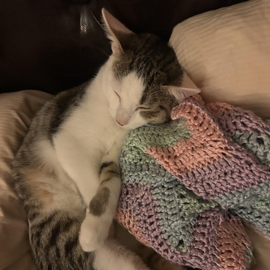 Enlarge Jimothy, a Adoptable Domestic Short Hair in Mount Laurel, NJ image 3/5