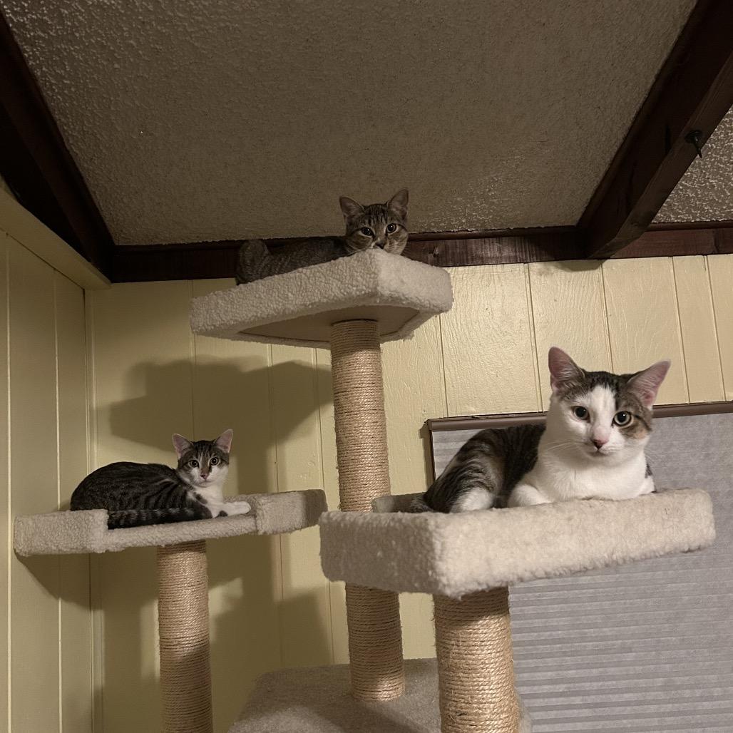 Enlarge Jimothy, a Adoptable Domestic Short Hair in Mount Laurel, NJ image 4/5