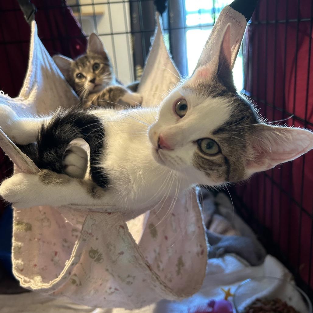 Jimothy, Adoptable, Young Male Domestic Short Hair.