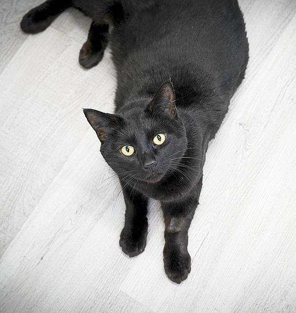 SALEM, Young Male Domestic Short Hair