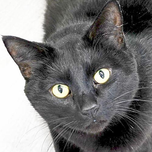 SALEM photo 2
