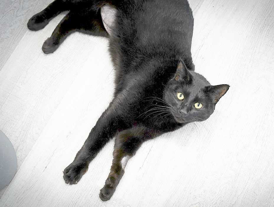 SALEM photo 3