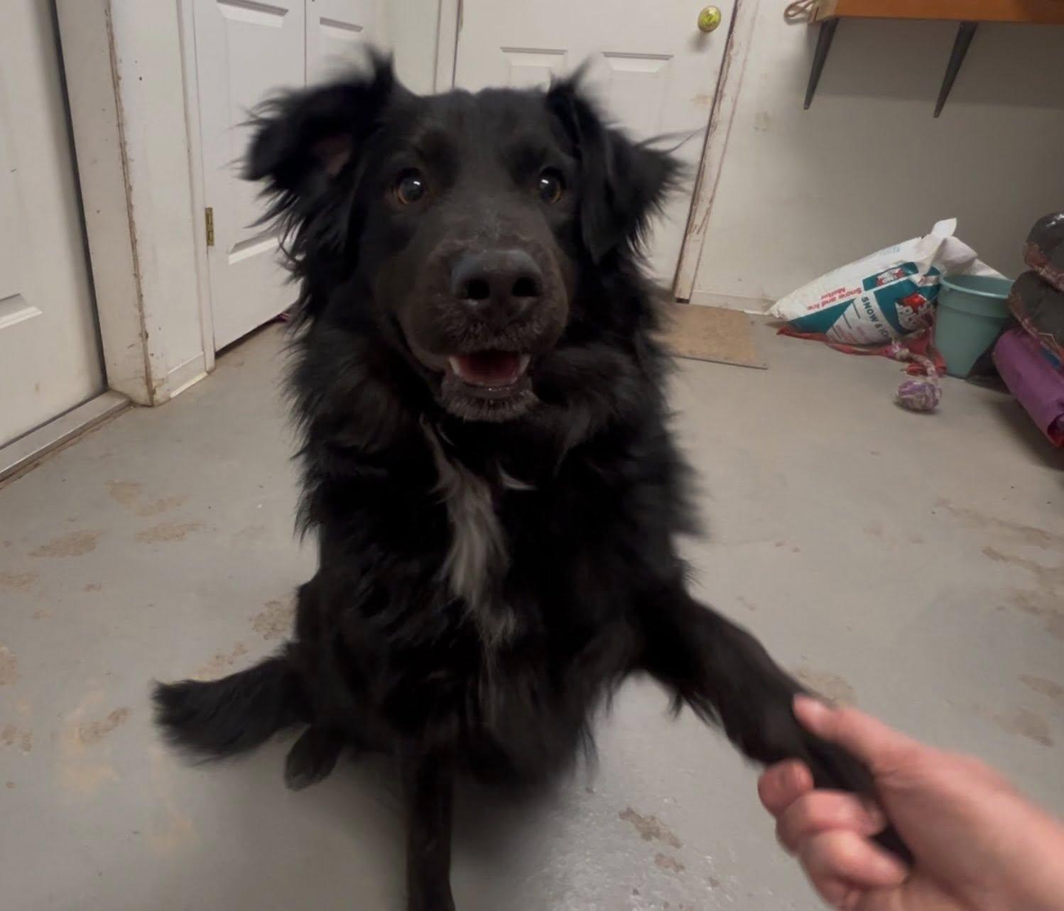 LUDO, Adopted, Young Male Australian Shepherd & Border Collie.