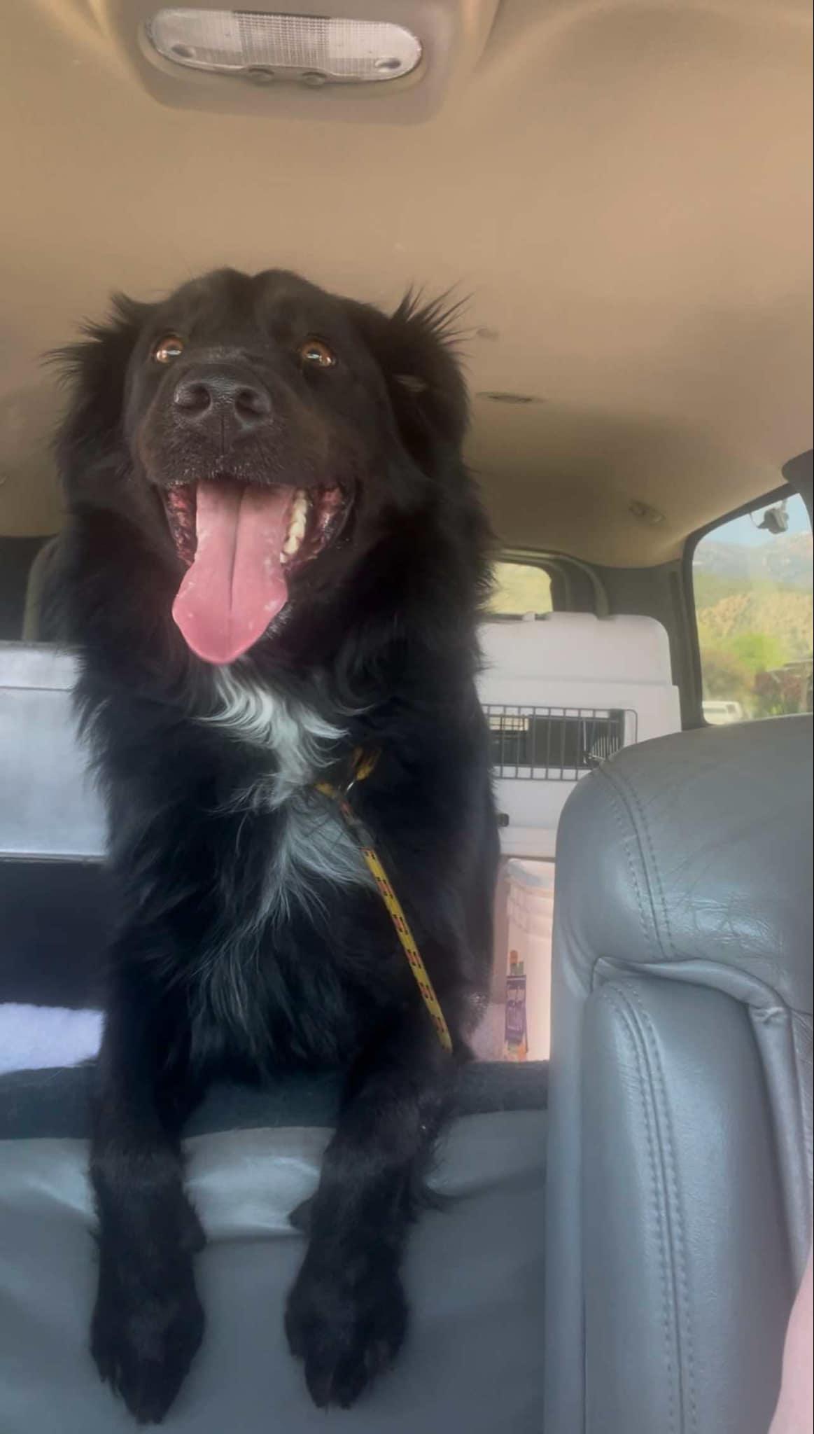 LUDO, a Adopted mixed breed in Nampa, ID image 3/6