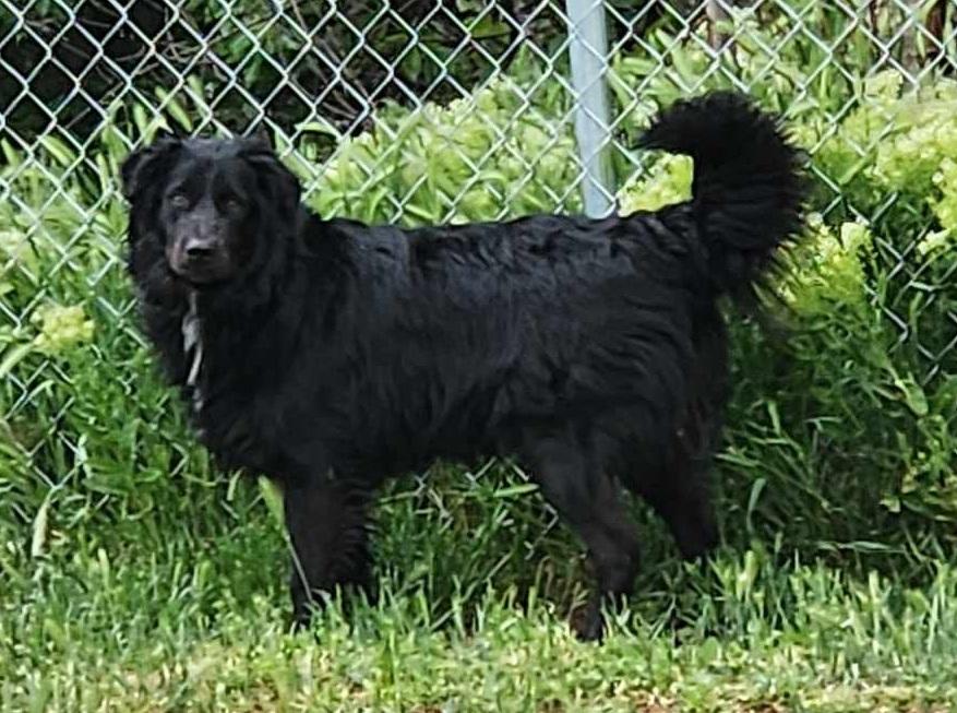LUDO, a Adopted mixed breed in Nampa, ID image 4/6