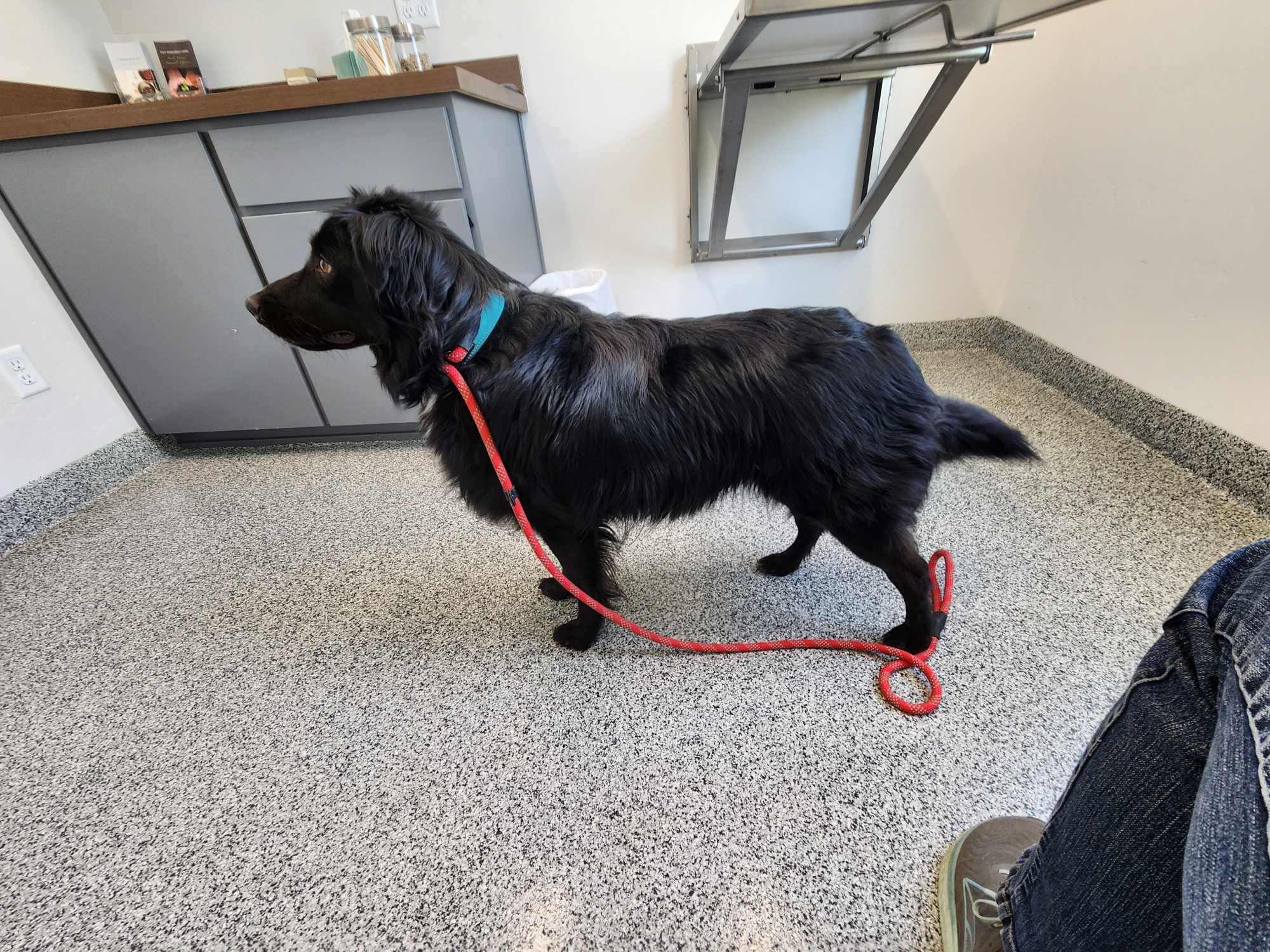 LUDO, a Adopted mixed breed in Nampa, ID image 5/6