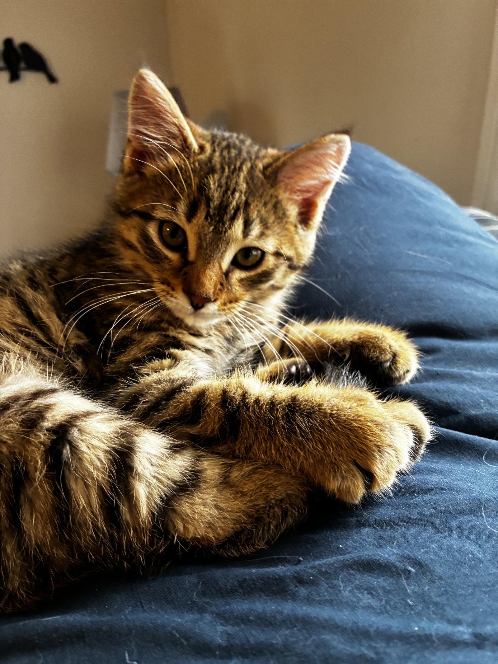 Hansen, a Adopted Domestic Short Hair in Walled Lake, MI image 2/3