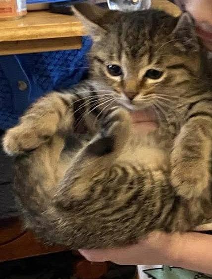 Hansen, a Adopted Domestic Short Hair in Walled Lake, MI image 3/3