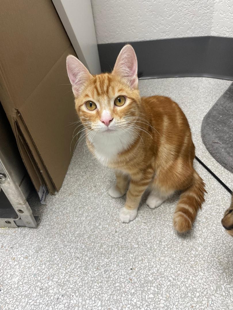 Enlarge Ron, an adopted Domestic Short Hair in Pasco, WA image 1/3