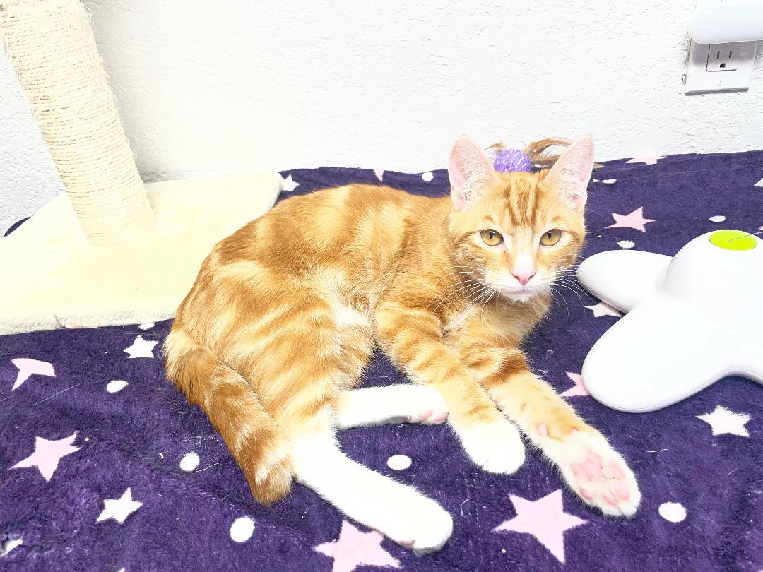 Enlarge Ron, an adopted Domestic Short Hair in Pasco, WA image 3/3