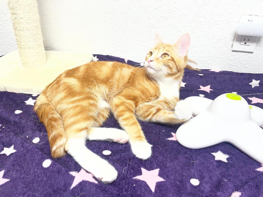 Enlarge Ron, an adopted Domestic Short Hair in Pasco, WA image 2/3