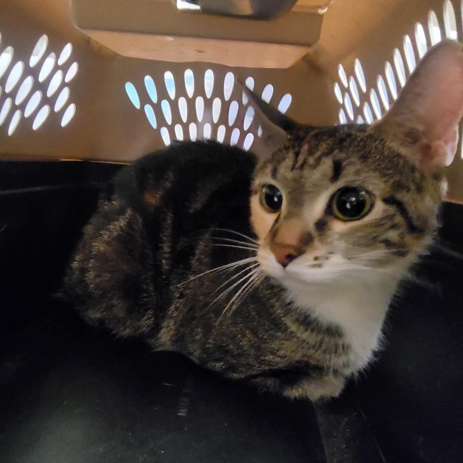 Enlarge Meadow, a Adoptable Domestic Short Hair in Concord, NC image 2/2