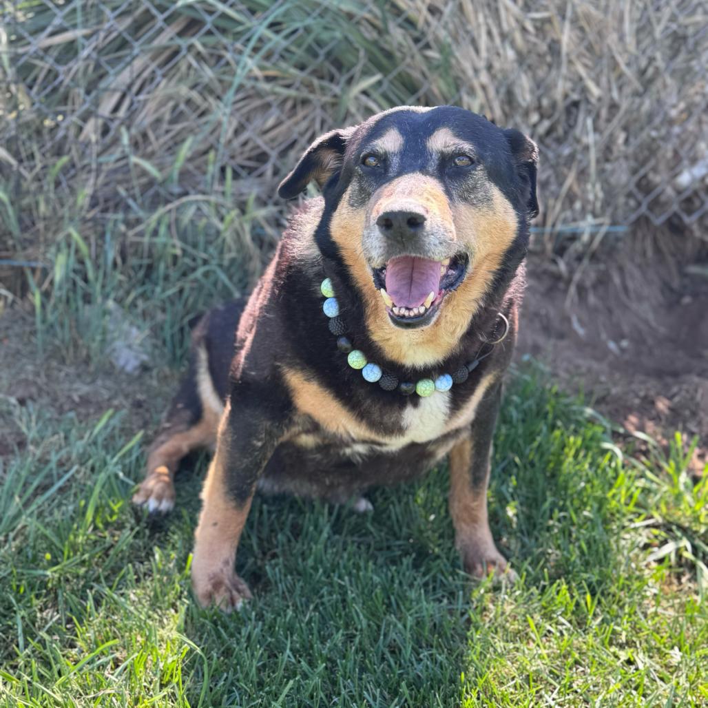 Ramona, a Adoptable mixed breed in Turlock, CA image 1/6