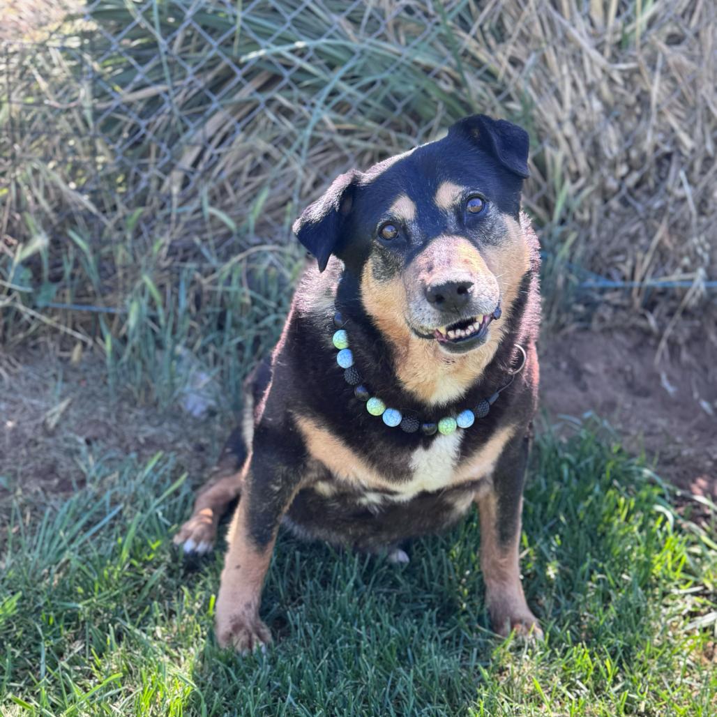 Ramona, a Adoptable mixed breed in Turlock, CA image 2/6