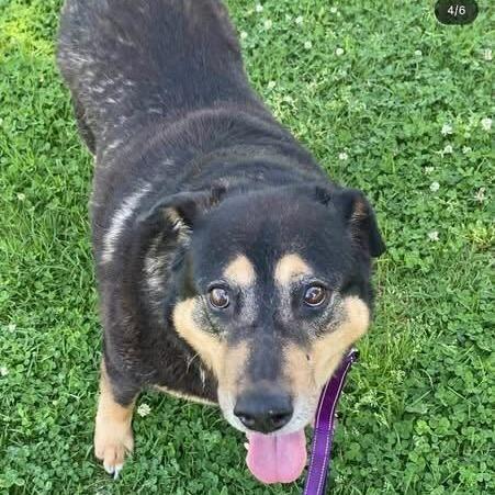 Ramona, a Adoptable mixed breed in Turlock, CA image 3/6