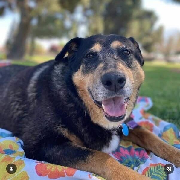 Ramona, a Adoptable mixed breed in Turlock, CA image 4/6