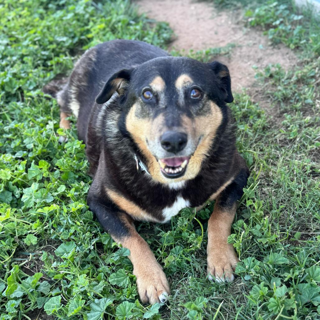Ramona, a Adoptable mixed breed in Turlock, CA image 5/6